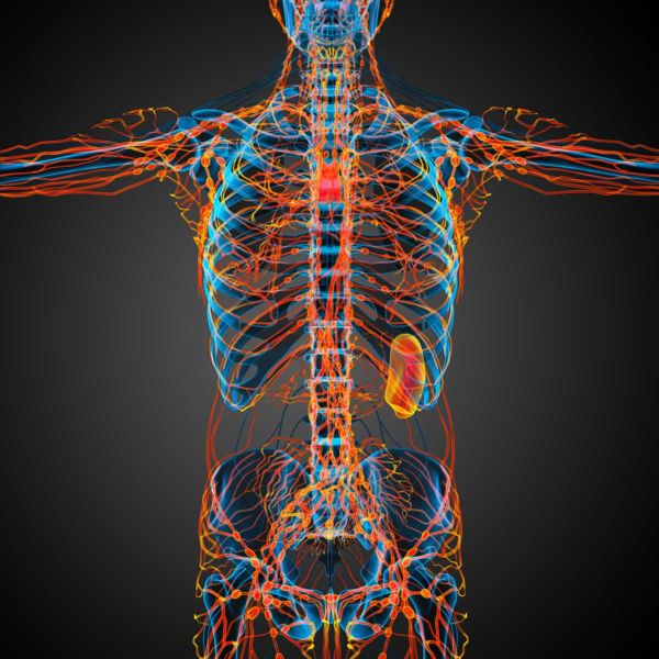 Manual Therapy And Proper Fluid Dynamics Baygrass Institute 1205