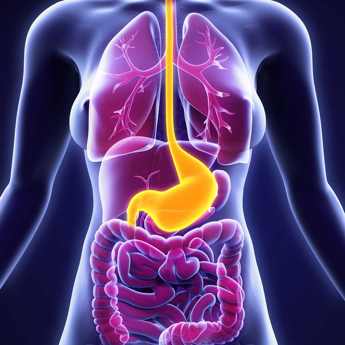 Upper Gastrointestinal Tract Diagram