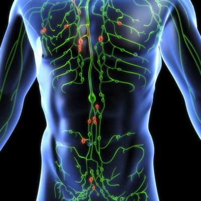 Incorporating Chapman’s Neurolymphatic Reflexes - BayGrass Institute