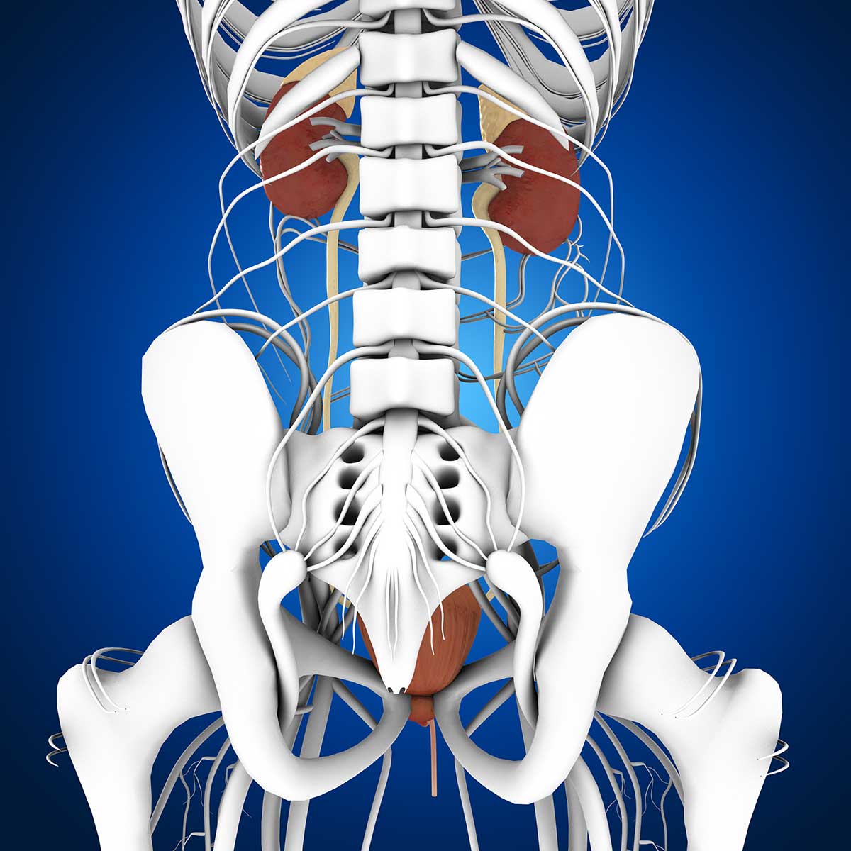 pelvis and lumbar spine