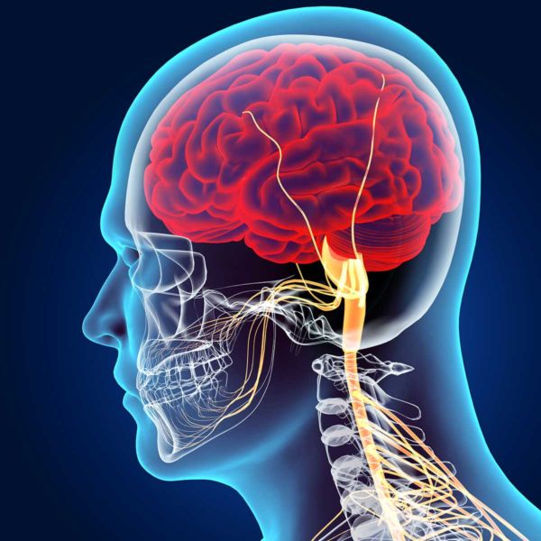 Treatment of the Skull and Related Structures - BayGrass Institute