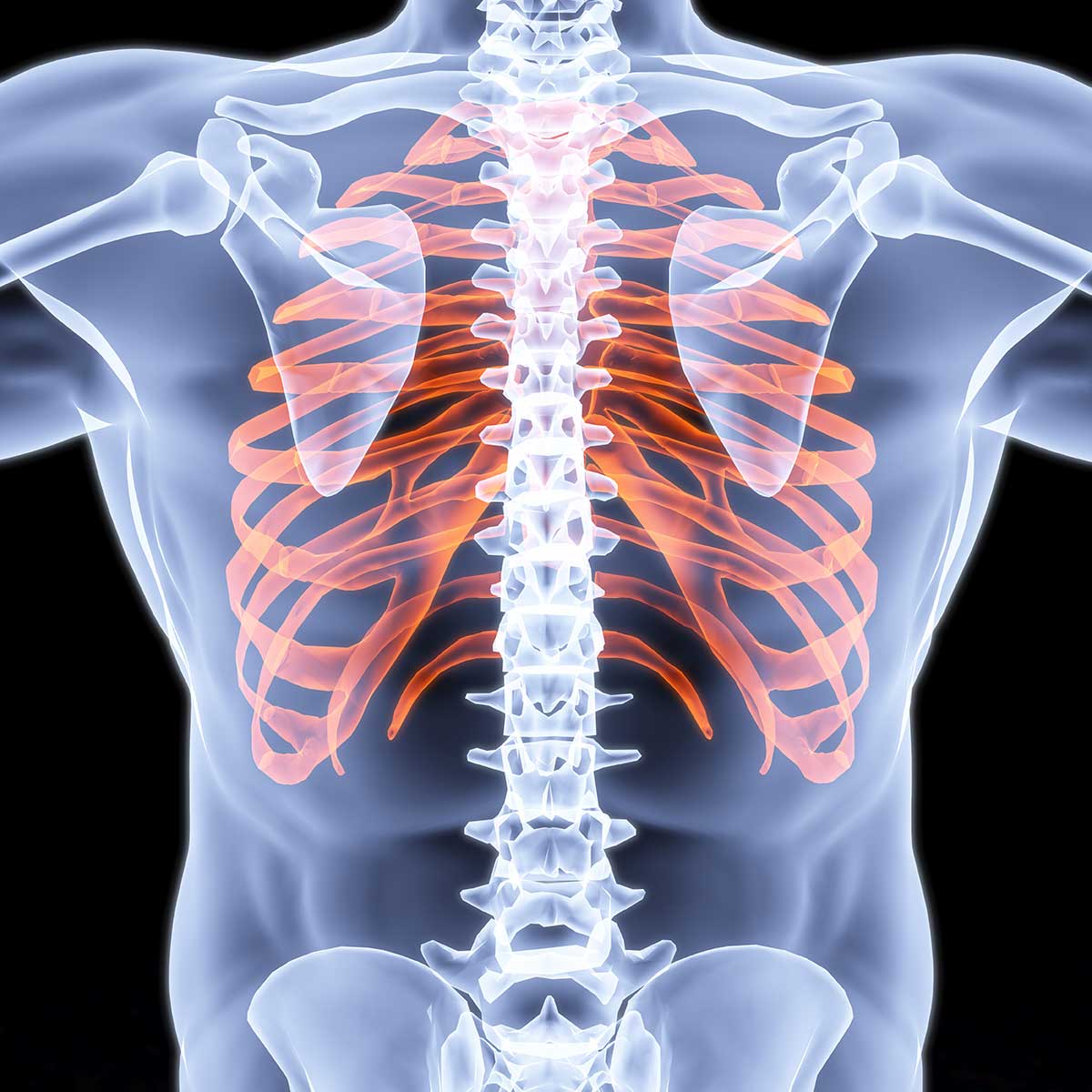 thoracic cage