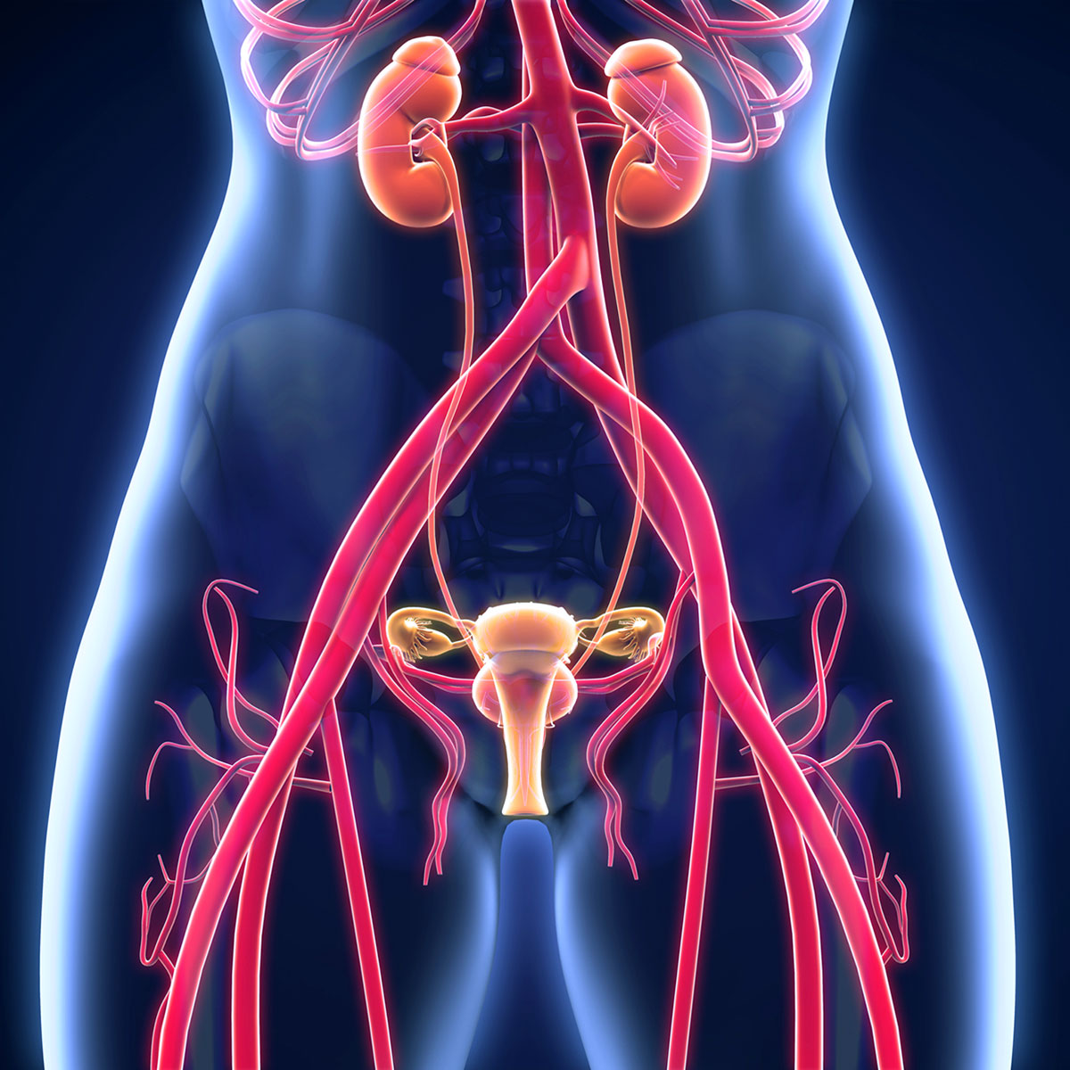 Internal view of the genitourinary system of a female.