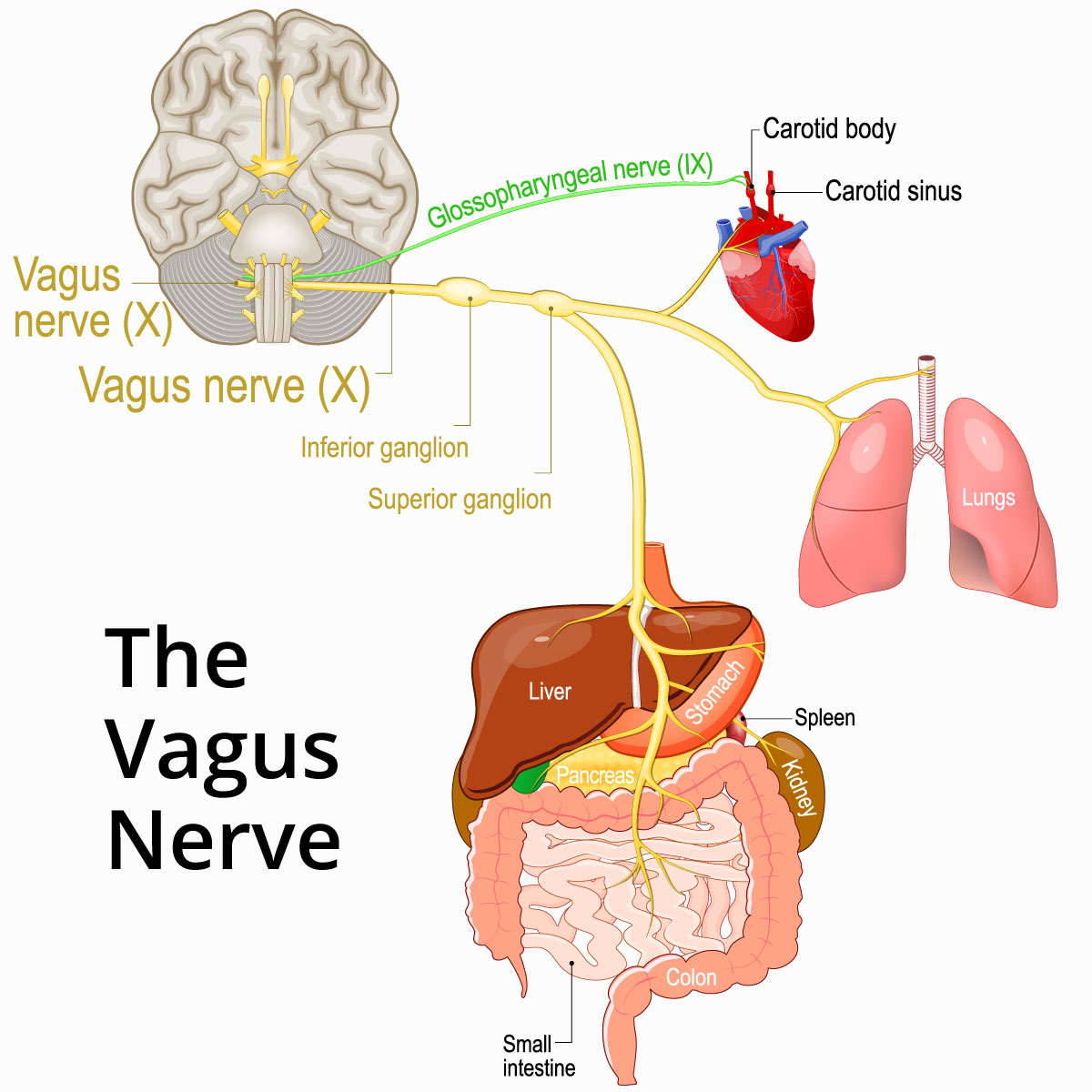 An internal view of where the vagus nerve is and what systems it affects.